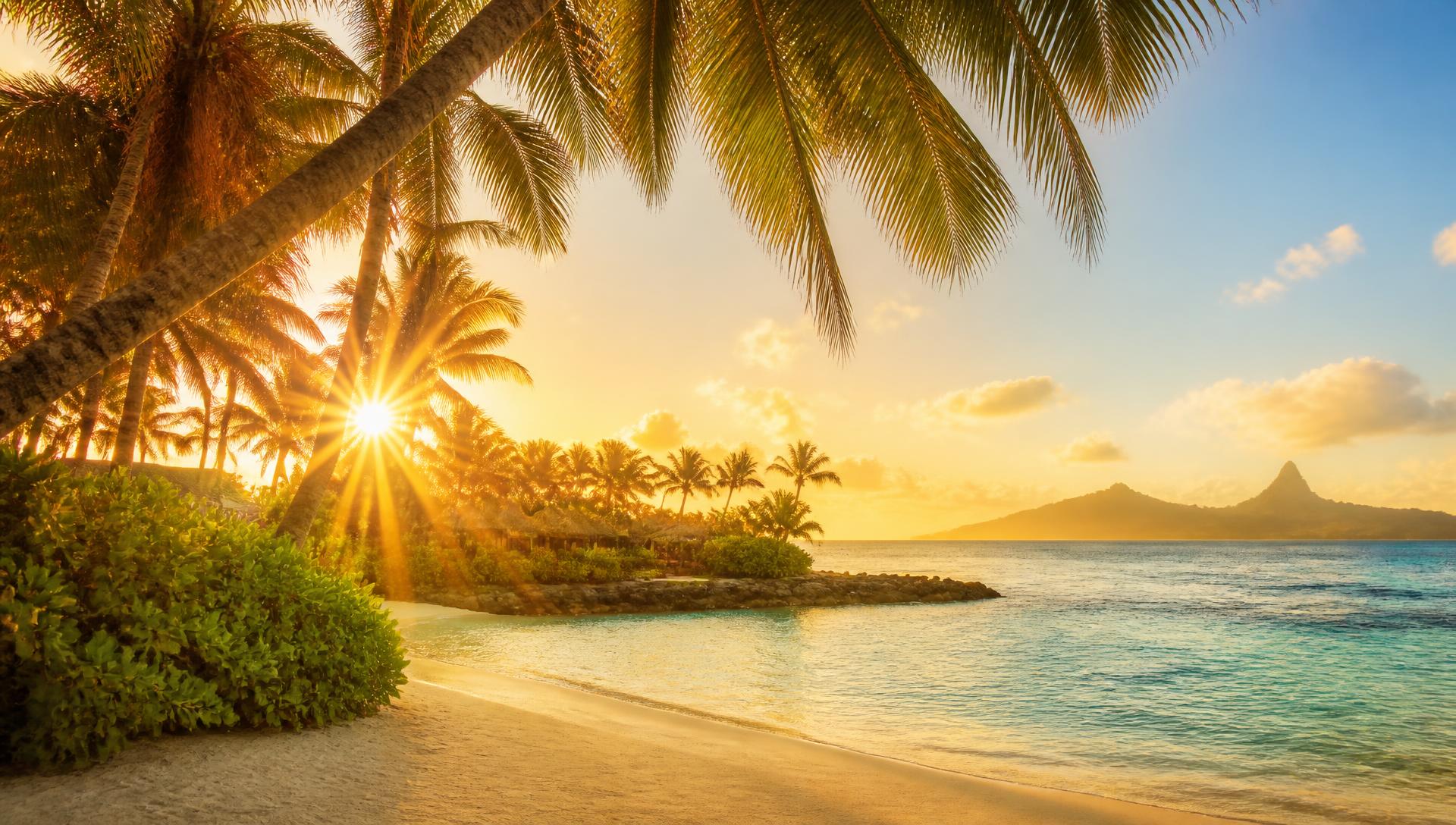 Palm-lined shore at sunset, the Monica AI backdrop
